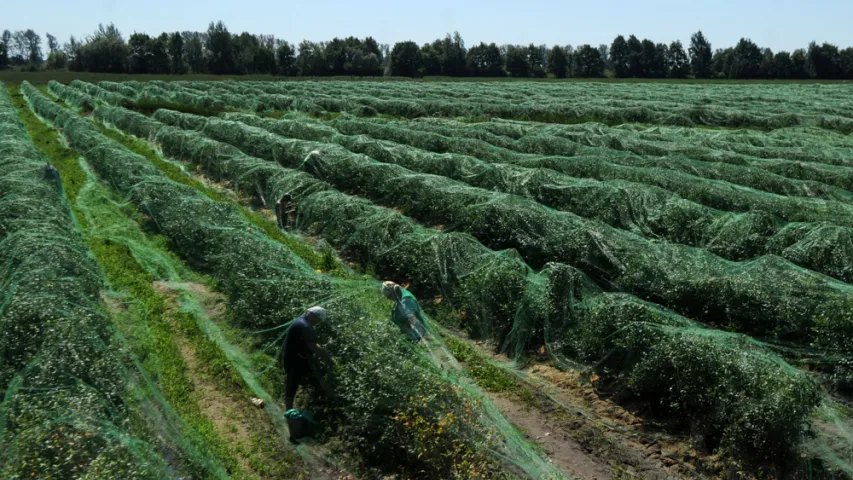 На Палессі збіраюць дурніцы. Фотарэпартаж