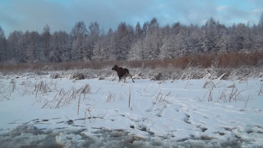 У Полацкім раёне выратавалі цяжарную ласіху, якая правалілася пад лёд