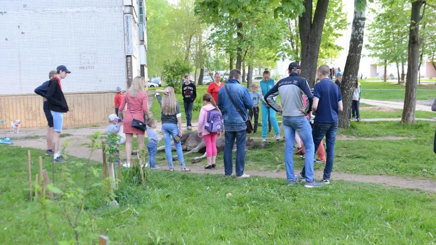 У Магілёве ў двары дома ляжыць забіты лось (фота)