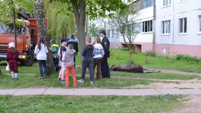 У Магілёве ў двары дома ляжыць забіты лось (фота)