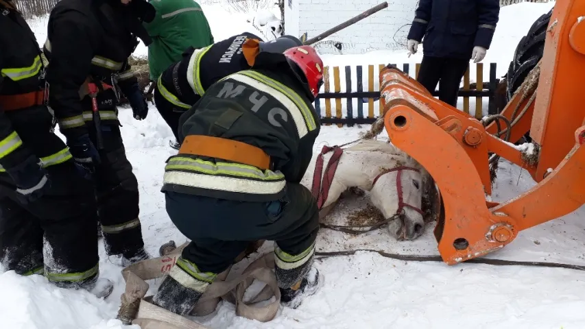 Як у Рагачоўскім раёне з каналізацыйнага калодзежа выцягвалі каня (фота)