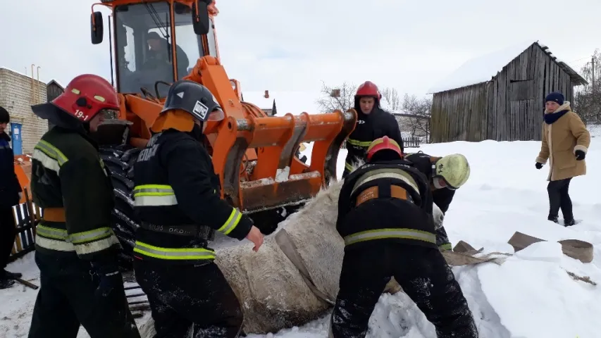 Як у Рагачоўскім раёне з каналізацыйнага калодзежа выцягвалі каня (фота)