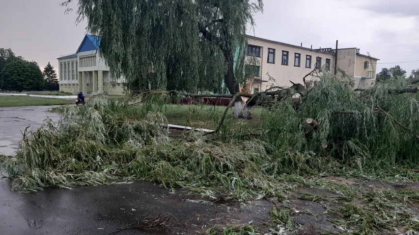 Наступствы непагадзі: падзенні сотняў дрэваў і адна адарваная рука (фота, відэа)