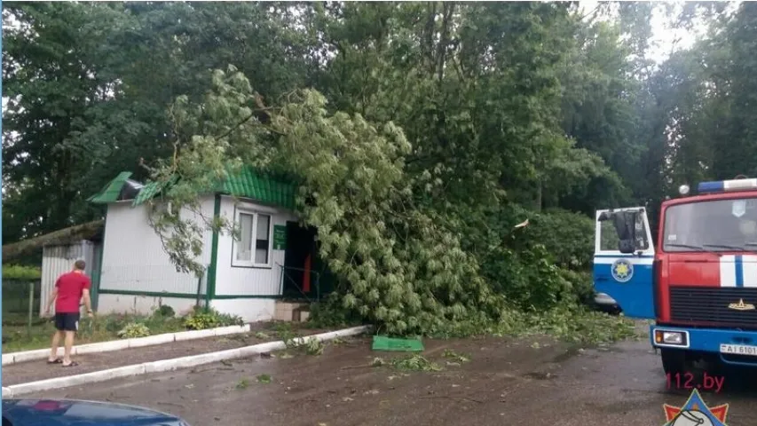 У Мінскім раёне з-за моцнага ветру падалі дрэвы і адключалася святло (фота)