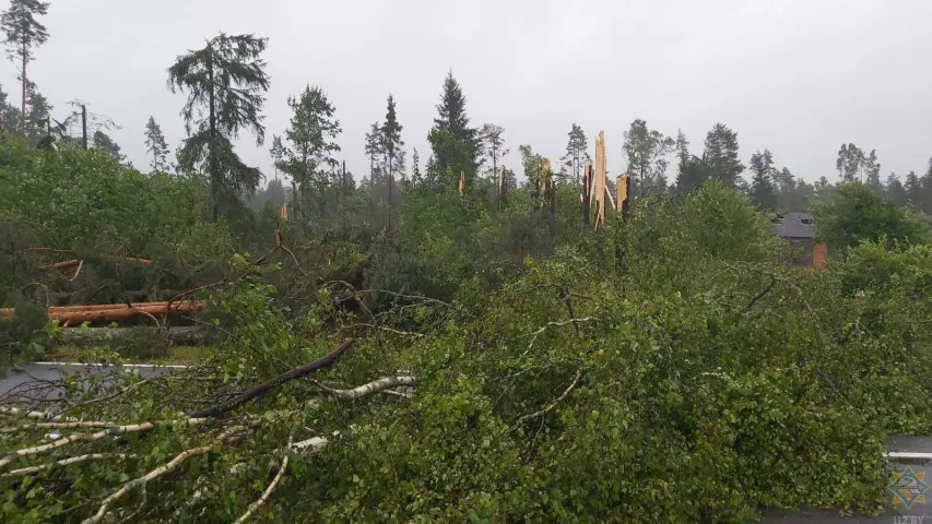 Замежнікі сталі сведкамі, як пад Полацкам дрэвы падалі на трасу