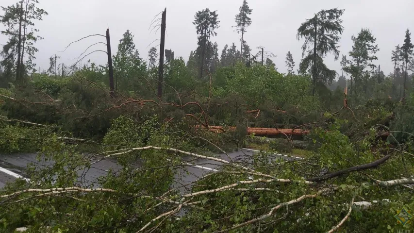 Замежнікі сталі сведкамі, як пад Полацкам дрэвы падалі на трасу