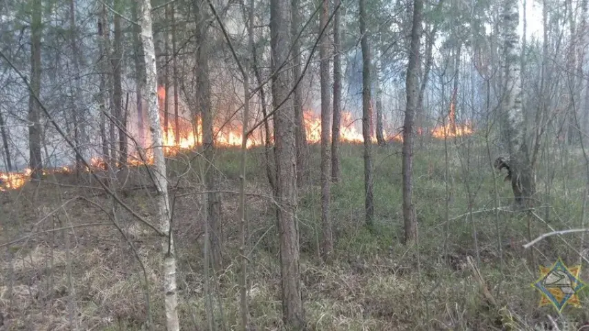 Каля Брэста ліквідавалі вялікі пажар, які набліжаўся да газавай запраўкі