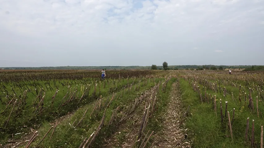 Ва Украіне забілі беларускага ваўка-вандроўніка Міхася