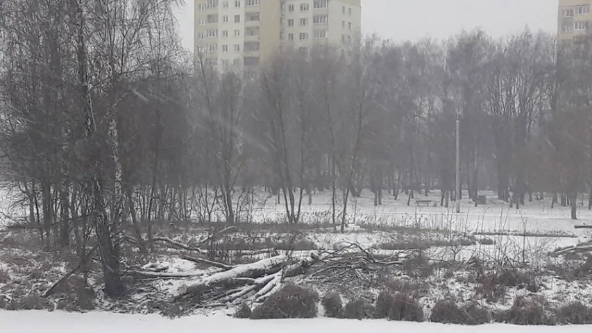 У Мінску ратуюць дрэвы ад баброў