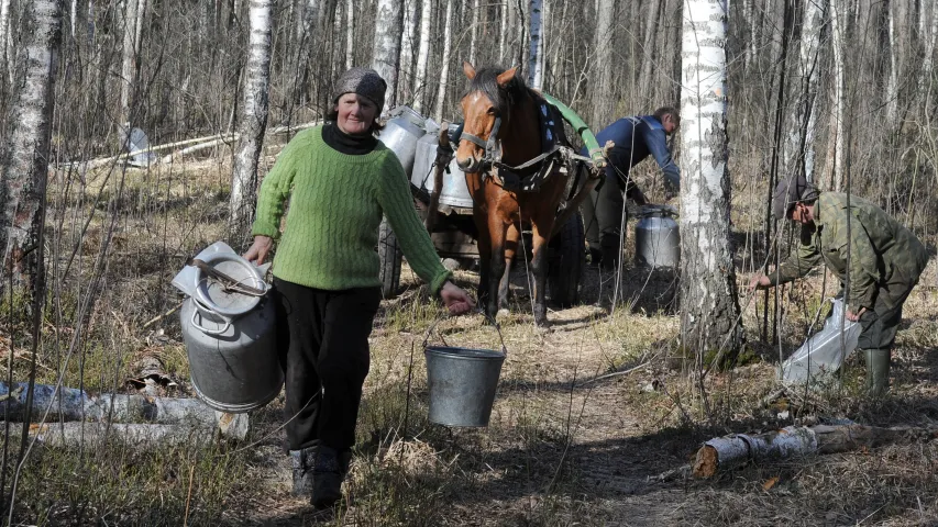 На Палессі ўжо збіраюць бярозавы сок (фотарэпартаж) 