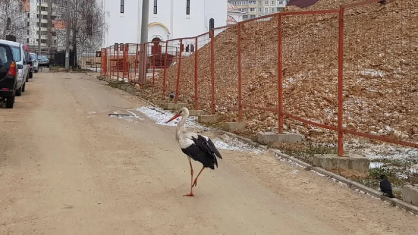 У мінскім мікрараёне Сухарава на вуліцы зазімаваў бусел (фота)