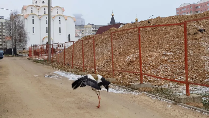 У мінскім мікрараёне Сухарава на вуліцы зазімаваў бусел (фота)