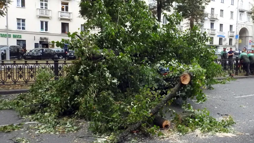 Каля помніка Дзяржынскаму ў Мінску на аўтамабіль звалілася дрэва (фота)