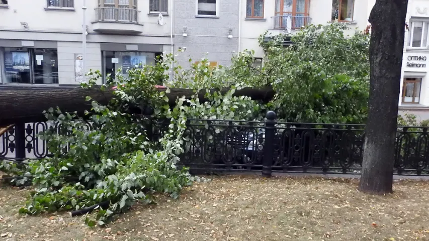 Каля помніка Дзяржынскаму ў Мінску на аўтамабіль звалілася дрэва (фота)