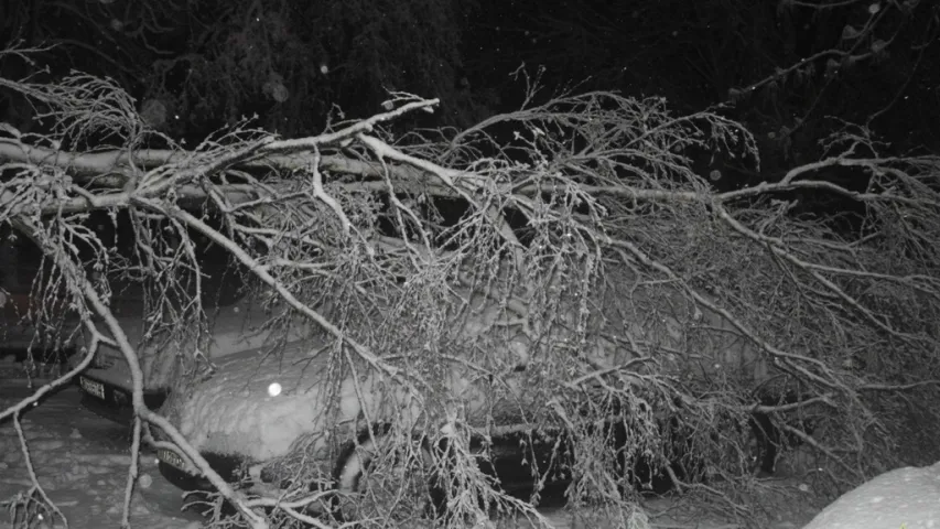 На Гомельшчыне вецер паваліў дрэвы на 13 аўтамабіляў