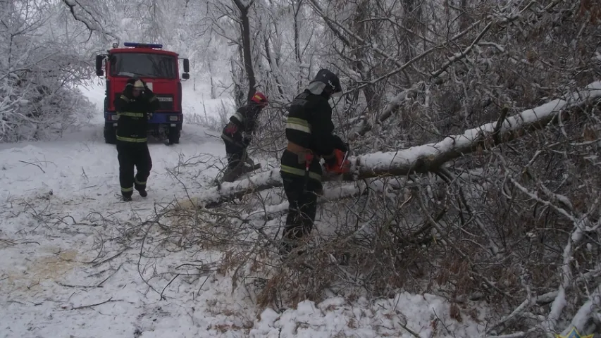 На Гомельшчыне вецер паваліў дрэвы на 13 аўтамабіляў