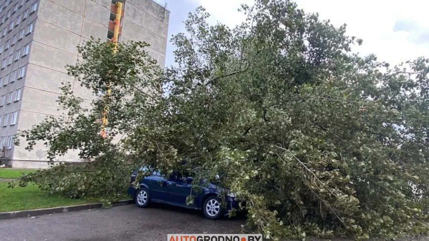 У Гродне вецер вырваў дрэва з каранямі з асфальту