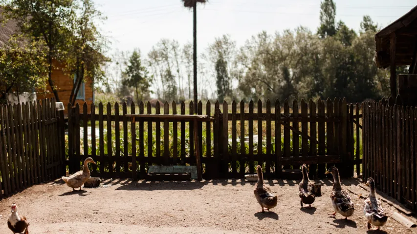 Венецыя на Палессі. Як жыве вёска, у якой замест дарог раней былі "каналы"