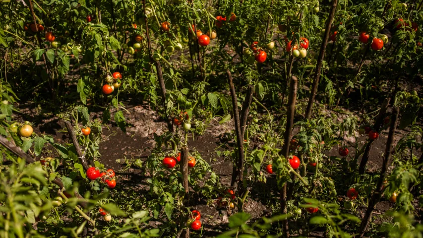 Венецыя на Палессі. Як жыве вёска, у якой замест дарог раней былі "каналы"