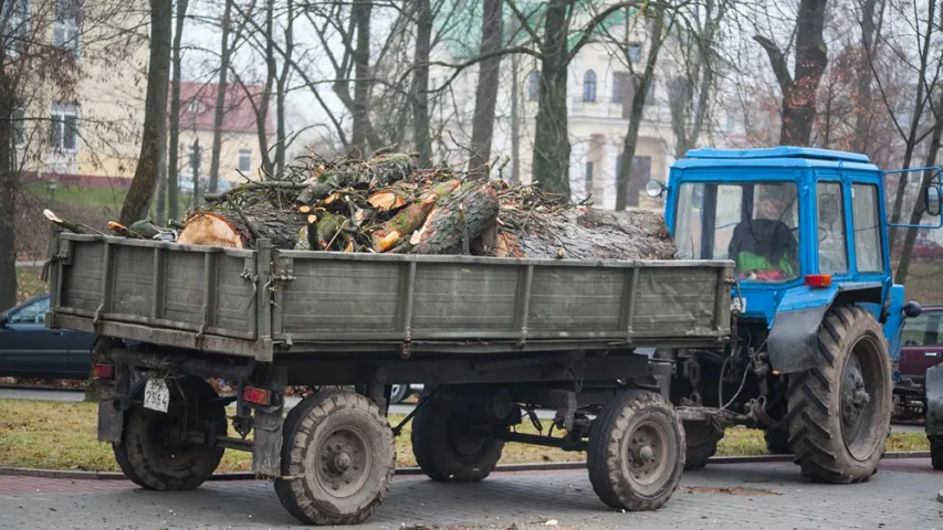 У Гродне ссеклі каштан Элізы Ажэшкі. Фотарэпартаж