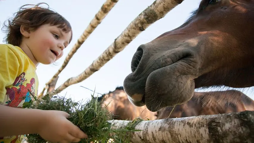 У Зэльве на кірмашы прадавалі коняў, як трыста год таму (фота, відэа)