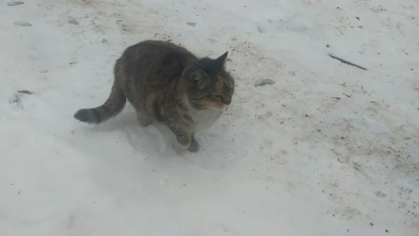 У Шчучынскім раёне кот выратаваў гаспадара на пажары