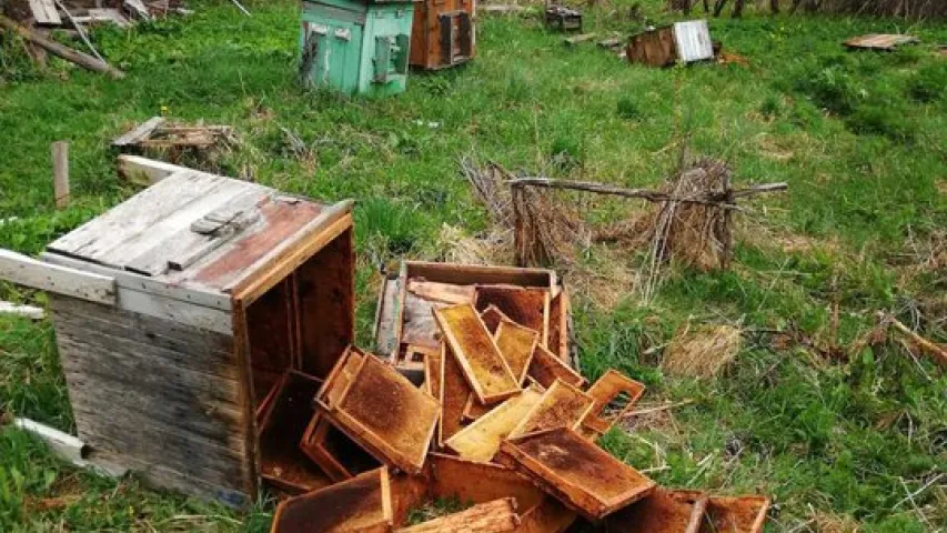 У Гарадоцкім раёне мядзведзі тэрарызуюць дачнікаў