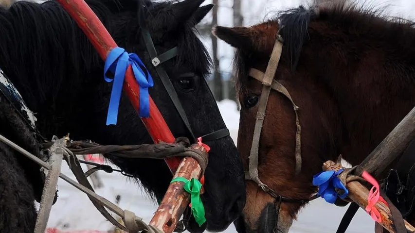 Як Каляду на дуба цягнулі