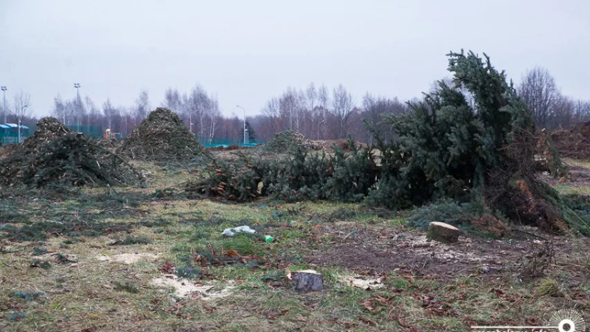 У Мінску за день высеклі 100 дрэваў, каб пабудаваць тэнісныя корты (фота)