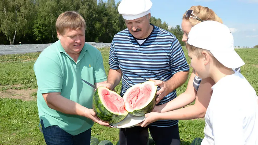 Сёння на палях рэзідэнцыі прэзідэнта сабралі 26 тон кавуноў (фота)