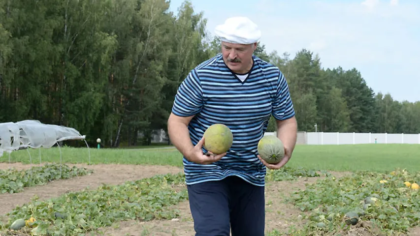 Сёння на палях рэзідэнцыі прэзідэнта сабралі 26 тон кавуноў (фота)