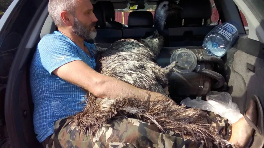 Страўс, які ўцёк з вальера пад Асіповічамі, знайшоўся пад Дзяржынскам