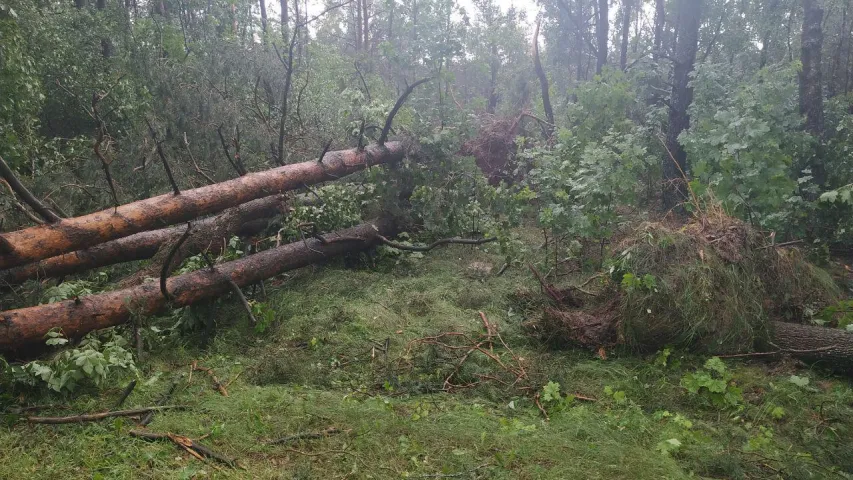 Бура на Брэстчыне заваліла трасу дрэвамі (фота)