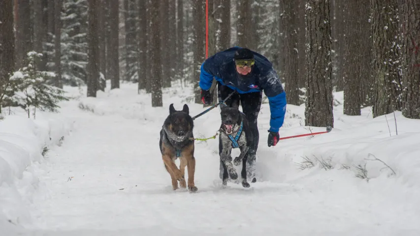 Пад Мінскам прайшлі спаборніцтвы ў яздзе на сабаках