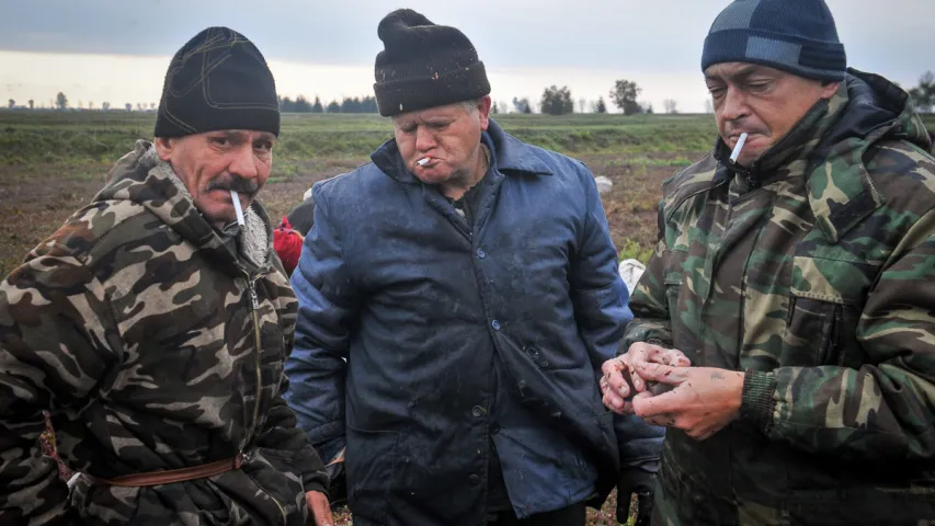 У Пінскім раёне збіраюць журавіны. Фотарэпартаж