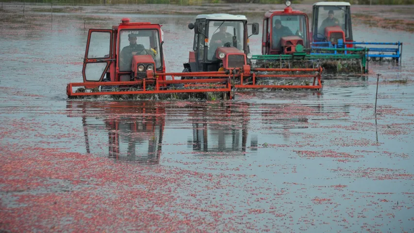 У Пінскім раёне збіраюць журавіны. Фотарэпартаж