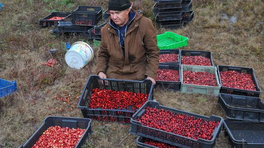 У Пінскім раёне збіраюць журавіны. Фотарэпартаж