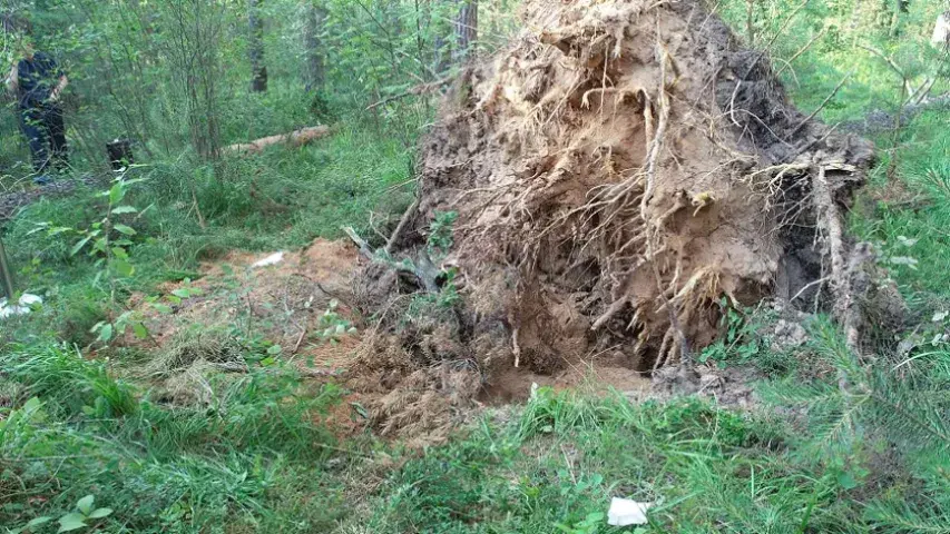 Пад Смалявічамі бізнесовец застрэліў свайго крыўдзіцеля і закапаў у лесе