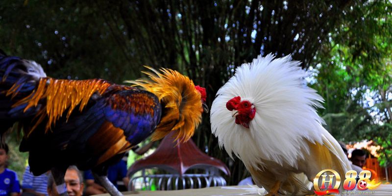 Tạo chiến kê mạnh mẽ nhờ cách lựa vảy gà chọi chuẩn